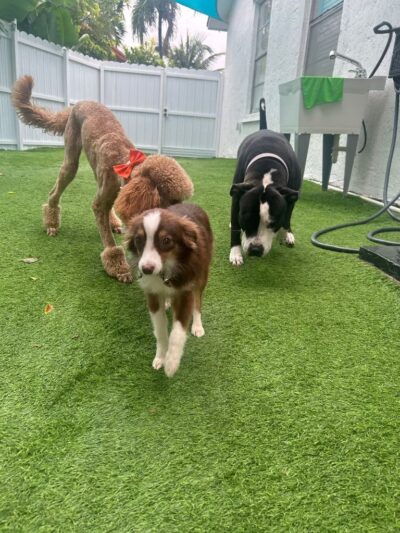 Milo's Daycare & Boarding - Homestead, FL
