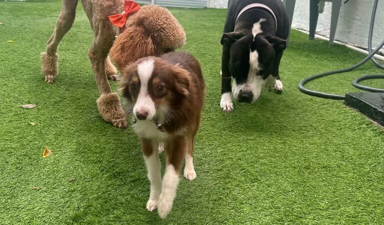 Milo's Daycare & Boarding - Homestead, FL