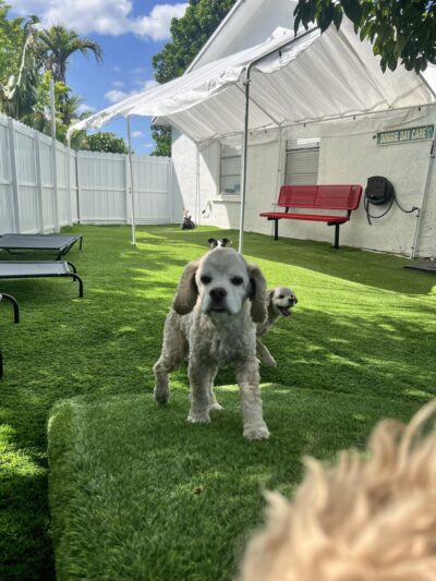 Milo's Daycare & Boarding - Homestead, FL