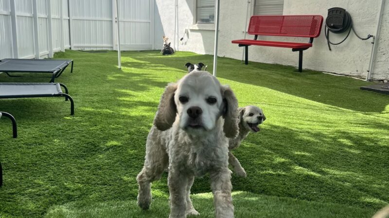 Milo's Daycare & Boarding - Homestead, FL