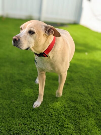 Milo's Daycare & Boarding - Homestead, FL