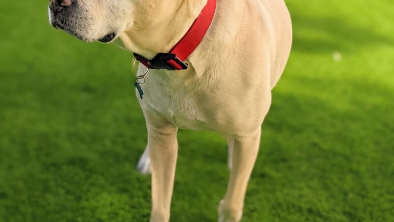 Milo's Daycare & Boarding - Homestead, FL