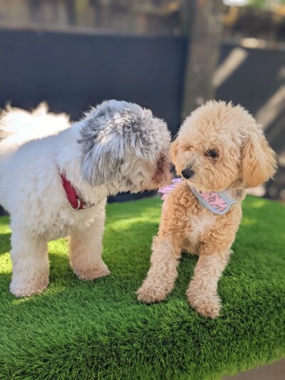 Milo's Daycare & Boarding - Homestead, FL