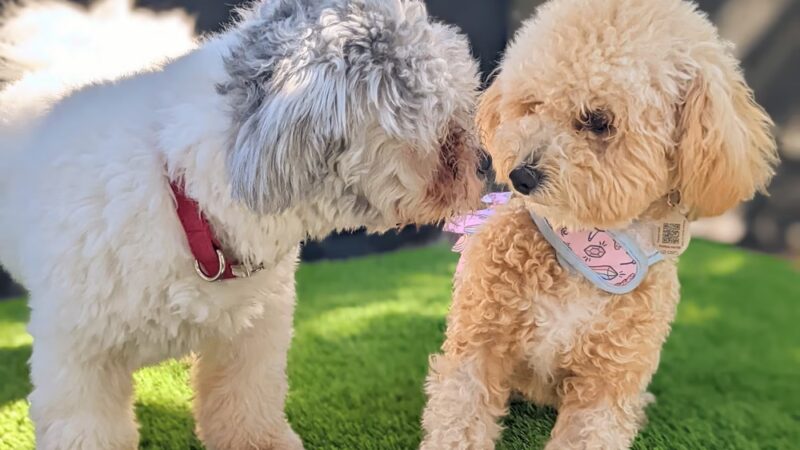 Milo's Daycare & Boarding - Homestead, FL