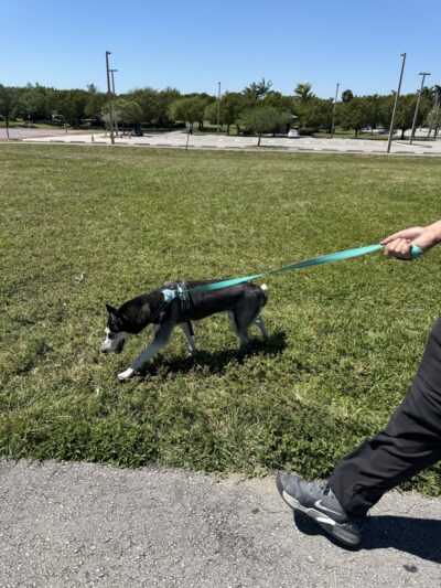 Small Dog Park - Homestead, FL