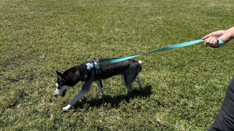 Small Dog Park - Homestead, FL