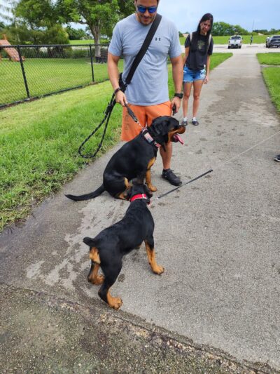 Small Dog Park - Homestead, FL