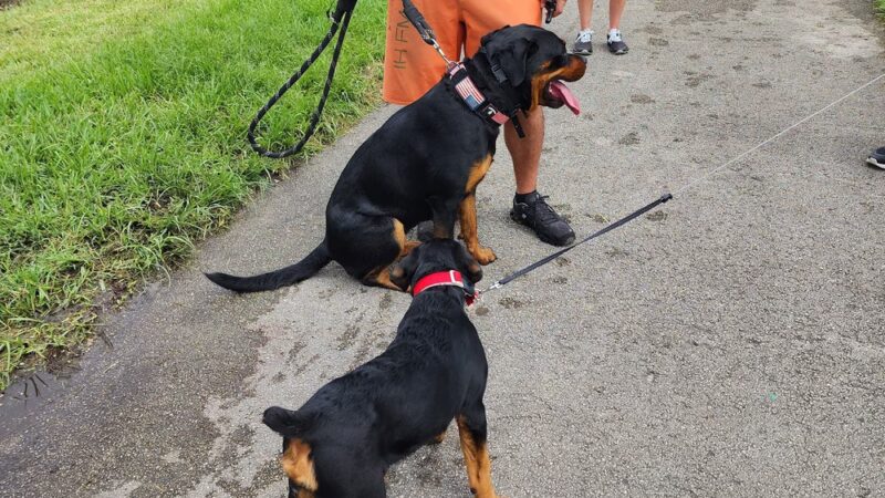 Small Dog Park - Homestead, FL