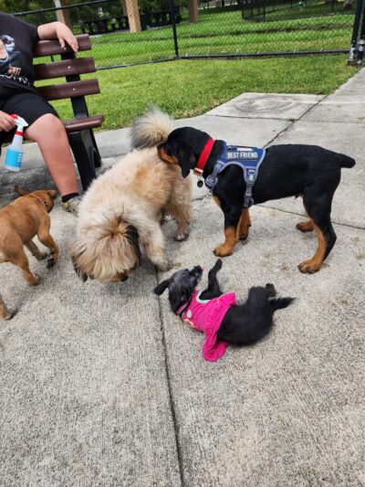 Small Dog Park - Homestead, FL