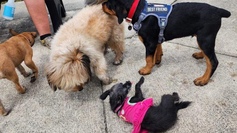 Small Dog Park - Homestead, FL