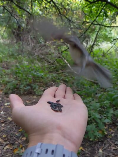 Birdsong Fairy Trail - Honeoye Falls, NY