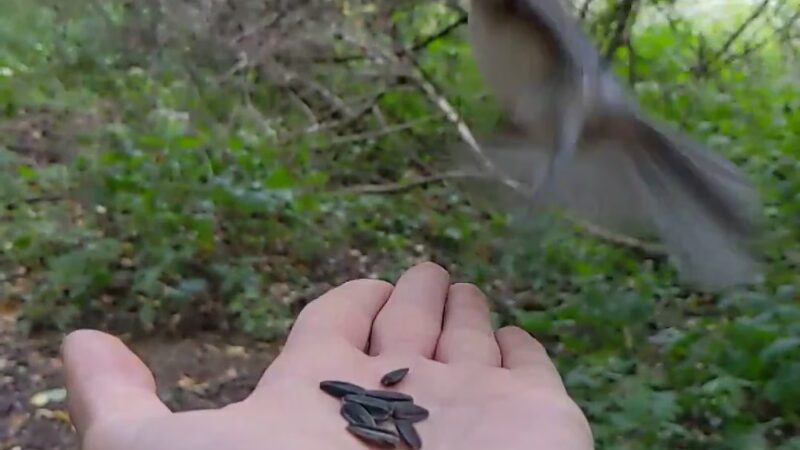 Birdsong Fairy Trail - Honeoye Falls, NY