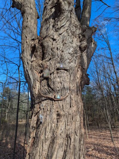 Mendon Fairy Trail - Honeoye Falls, NY