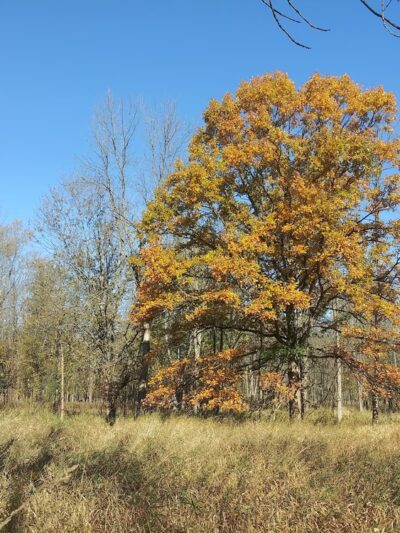 Semmel Road Park - Honeoye Falls, NY