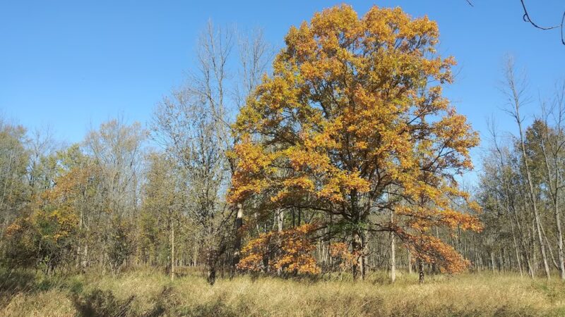 Semmel Road Park - Honeoye Falls, NY