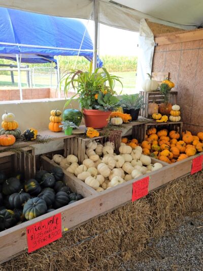 King’s Pumpkin Farm & Corn Maze - Honey Brook, PA