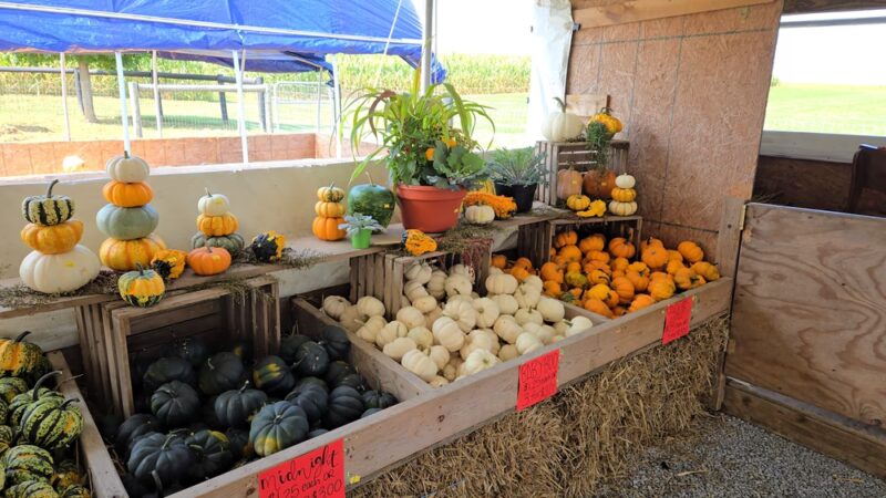 King’s Pumpkin Farm & Corn Maze - Honey Brook, PA