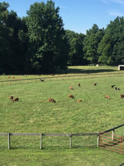 Shellbark Hollow Farm LLC - Honey Brook, PA