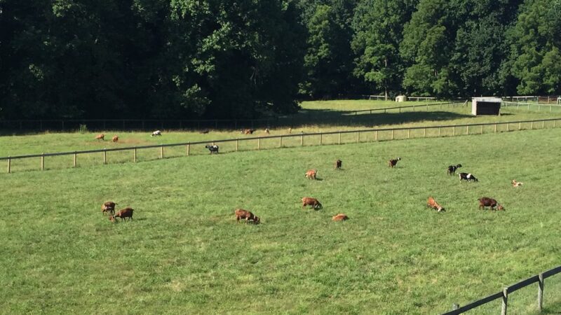Shellbark Hollow Farm LLC - Honey Brook, PA