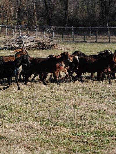 Shellbark Hollow Farm LLC - Honey Brook, PA