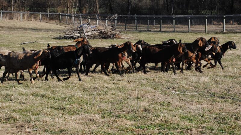 Shellbark Hollow Farm LLC - Honey Brook, PA