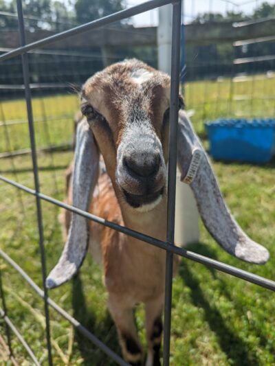 Shellbark Hollow Farm LLC - Honey Brook, PA