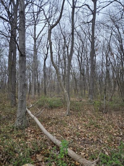 William Penn State Forest - Honey Brook, PA