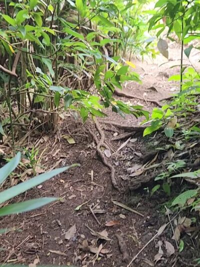 Judd Trail - Honolulu, HI