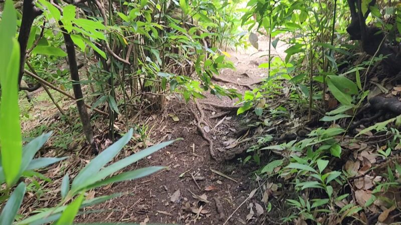 Judd Trail - Honolulu, HI
