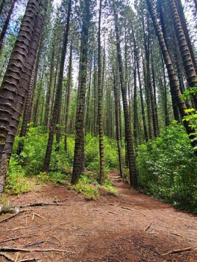 Judd Trail - Honolulu, HI