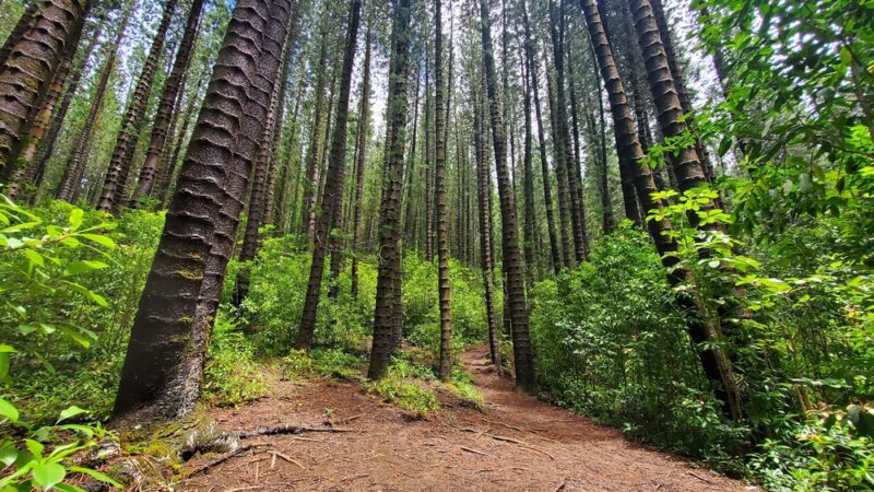 Judd Trail - Honolulu, HI