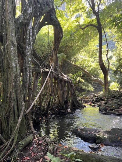Judd Trail - Honolulu, HI