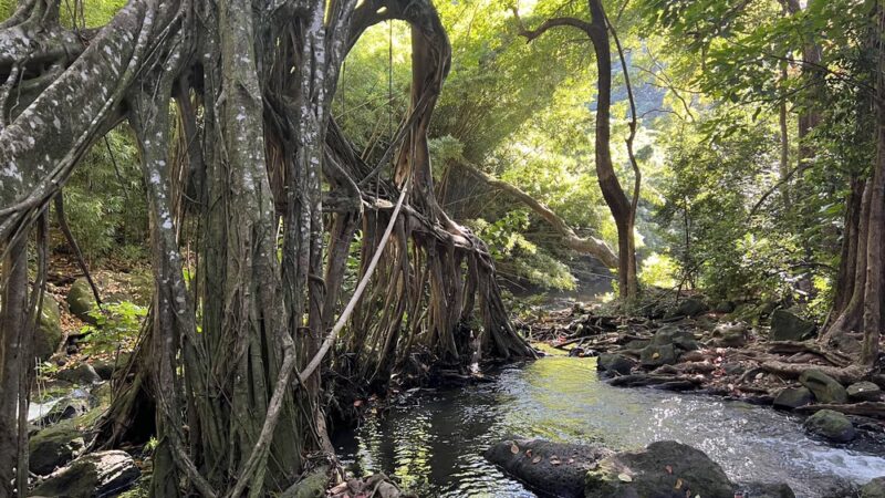 Judd Trail - Honolulu, HI