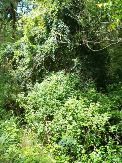 Kanealole Trail - Honolulu, HI