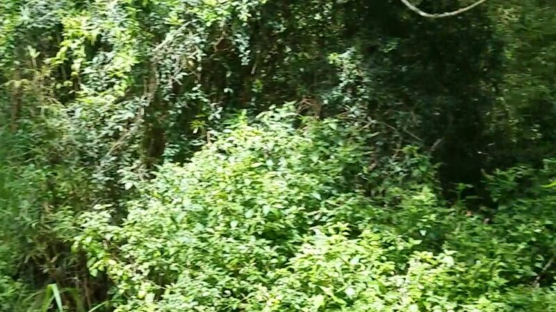 Kanealole Trail - Honolulu, HI