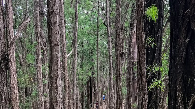 Kanealole Trail - Honolulu, HI