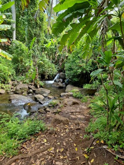 Makiki Valley Loop Trail - Honolulu, HI