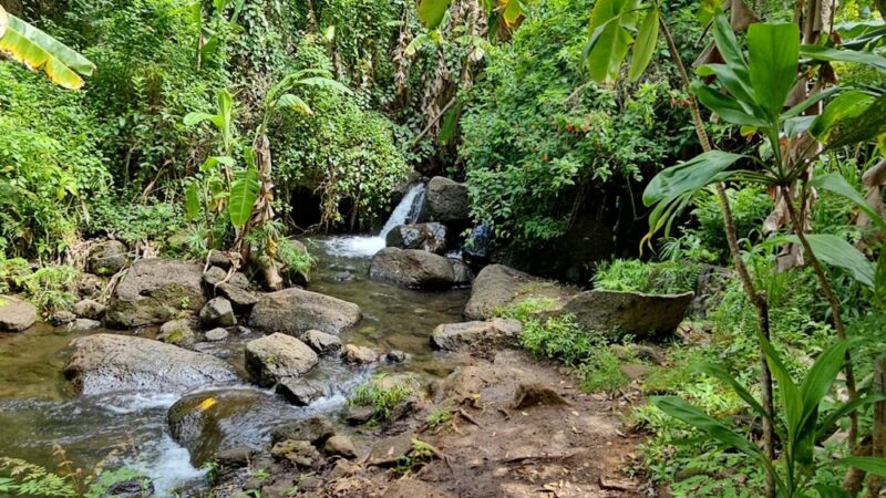 Makiki Valley Loop Trail - Honolulu, HI