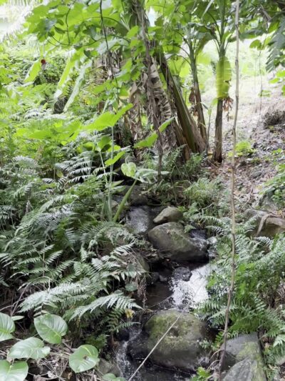 Makiki Valley Loop Trail - Honolulu, HI