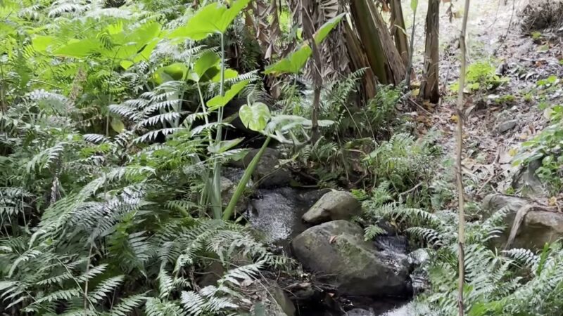 Makiki Valley Loop Trail - Honolulu, HI