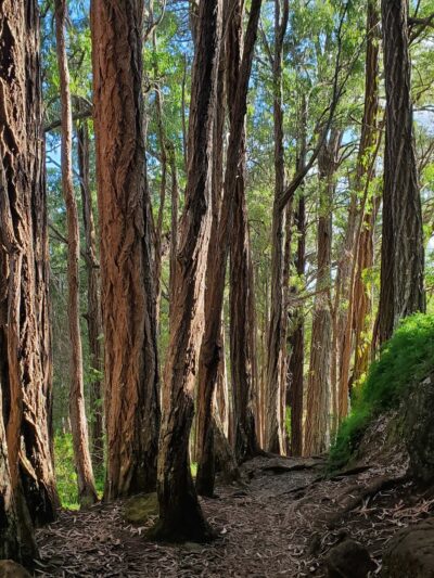 Makiki Valley Loop Trail - Honolulu, HI
