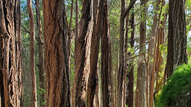 Makiki Valley Loop Trail - Honolulu, HI