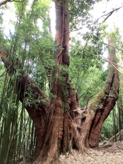 Pauoa Flats Trail - Honolulu, HI