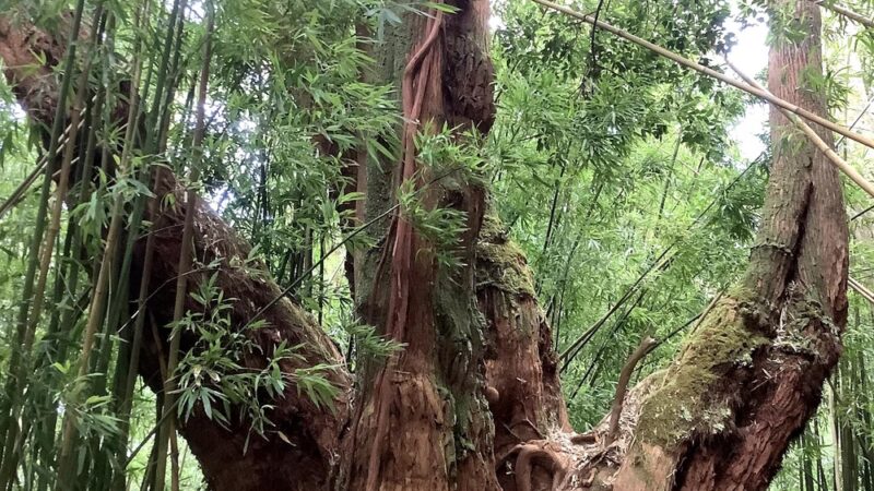 Pauoa Flats Trail - Honolulu, HI