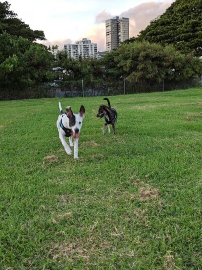 ʻĀuwaiolimu Neighborhood Park - Honolulu, HI