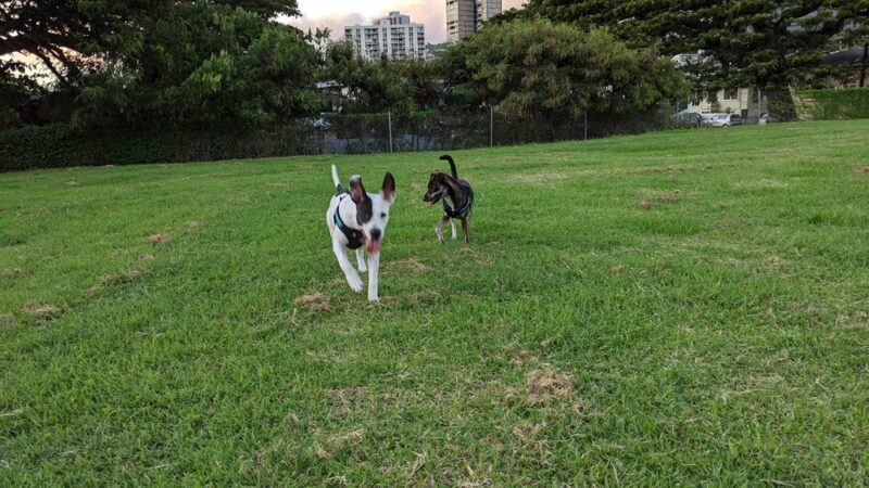 ʻĀuwaiolimu Neighborhood Park - Honolulu, HI