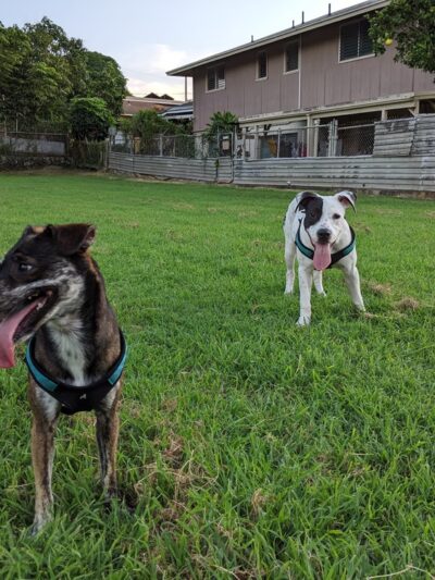 ʻĀuwaiolimu Neighborhood Park - Honolulu, HI