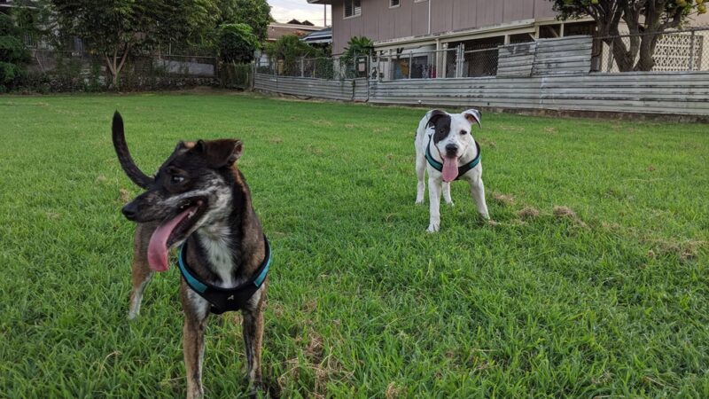 ʻĀuwaiolimu Neighborhood Park - Honolulu, HI