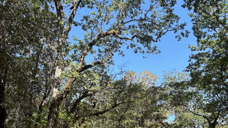 Tish Tang Campground - Hoopa, CA