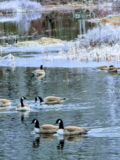 Hopedale Parklands - Hopedale, MA